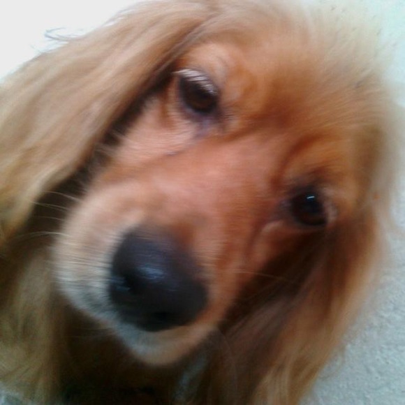 Meet your Posher, Gaby - Picture 1 of 1